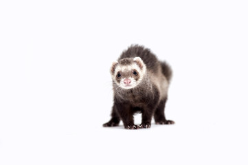 Ferret