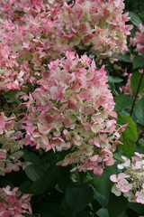 Hydrangea paniculata rosa