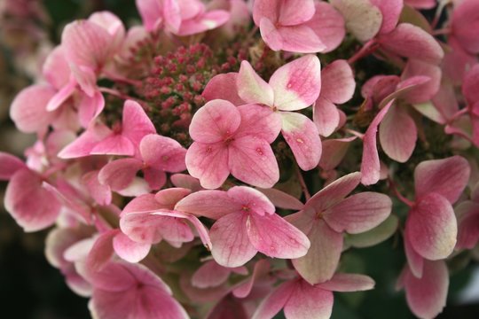 Hydrangea paniculata mit rosa Bl&uuml;te