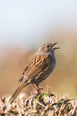 Dunnock, Prunella modularis