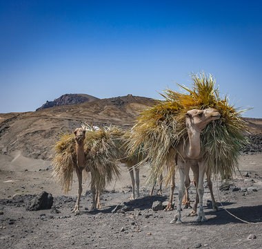 Farming Camels near Djibouti