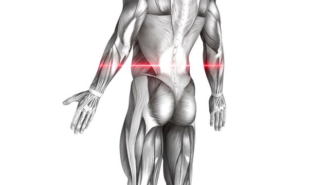 Vastus Lateralis Externus - Anatomy Muscles