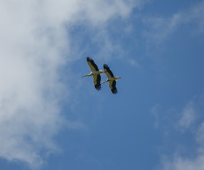 Ciconia ciconia flying couple