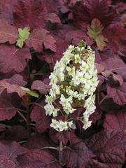 Hydrangea quercifolia Blüte 