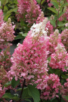 Hydrangea paniculata Pinky Bl&uuml;te