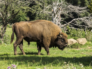 Bisonte europeo