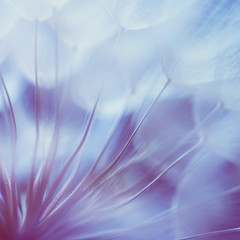 Blue abstract dandelion flower background, closeup with soft focus