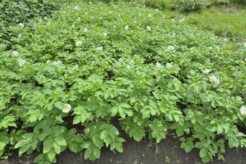 Blooming potato 4