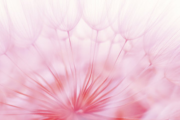 Blue abstract dandelion flower background, closeup with soft focus