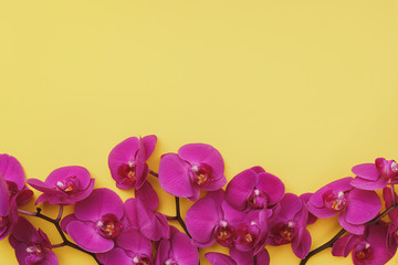 Purple Orchids on yellow paper background