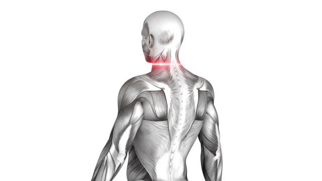 External Oblique - Anatomy Muscles