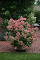 Hydrangea paniculata pinky im August