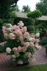 Hydrangea paniculata pinky im Juli