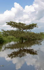 Lonely tree in the Los Llanos - El Cedral, Venezuela, South America