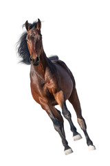 Fototapeta na wymiar Beautiful bay stallion run gallop isolated on white background