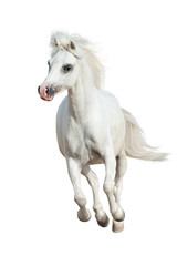 White pony run gallop isolated on white background