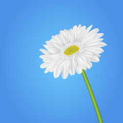 spring blue blurred background with gerbera flower