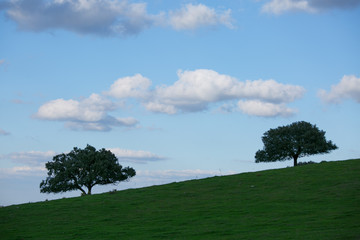Fototapeta na wymiar Meadow with oak and blue sky with clouds