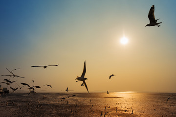Obraz premium Seagull with sunset on the sea at Bangpu, Thailand