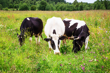 Three cows black and white color on a summer pasture