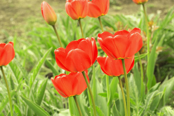 Fototapeta premium Tulip red