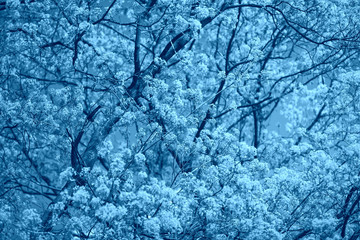 Blue background. Horizontal color filtered photo
