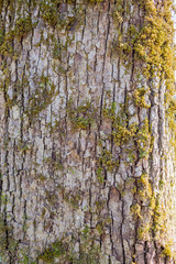 Fototapeta premium Porosty na pniu drzewa