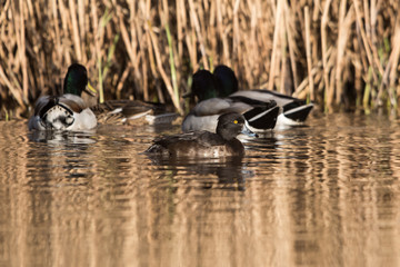 Tufted Duck, Aythya fuligula