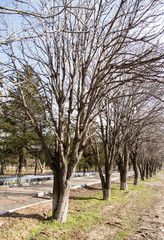 tree in the park in winter