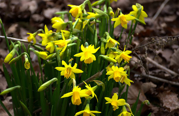 Daffodils