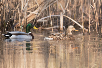 Mallard, Duck, Anas platyrhynchos