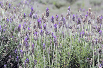 Obraz premium Detail of Lavander Fields in Brazil