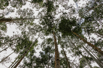 Trees in Brazilian forest