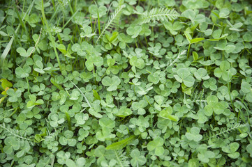 green clovers textured background