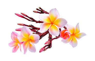 frangipani isolated on white background