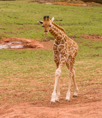 Naklejka na ściany i meble Dalton-in Furness, Cumbria, UK. 19th April 2015. Baby Giraffe enjoying a walk around the South lakes safari park, Dalton-in-furness, Cumbria, UK