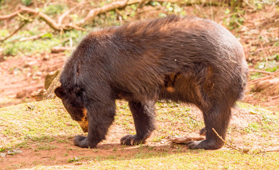 Dalton-in Furness, Cumbria, UK. 19th April 2015. Bear enjoying the outdoors at South lakes safari park, Dalton-in-furness, Cumbria, UK