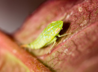 Green aphids on a leaf. macro