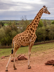 Dalton-in Furness, Cumbria, UK. 19th April 2015. Giraffe enjoying a walk around the South lakes safari park, Dalton-in-furness, Cumbria, UK