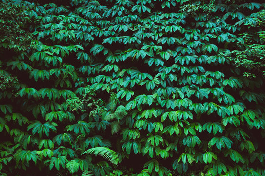 Fototapeta tropical rain forest, green wall background