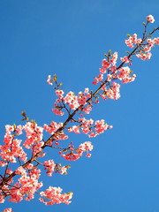 河津桜