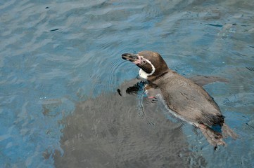 A Tiny Penguin Swimming at the Valencia Oceanarium