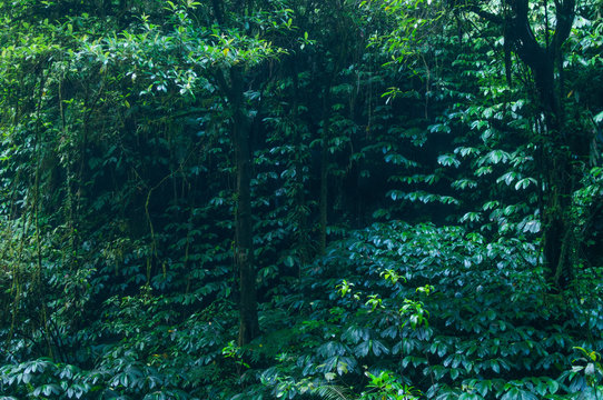 Fototapeta tropical rain forest, green wall background