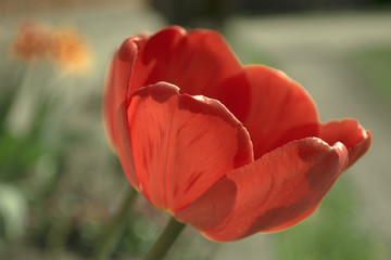 Tulip red