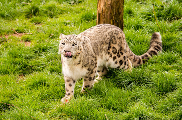 Obraz premium Dalton-in Furness, Cumbria, UK. 19th April 2015. Snow Leopard enjoying raw meat at feeding time at South lakes safari park, Dalton-in-furness, Cumbria, UK
