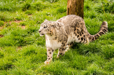 Dalton-in Furness, Cumbria, UK. 19th April 2015. Snow Leopard enjoying raw meat at feeding time at South lakes safari park, Dalton-in-furness, Cumbria, UK