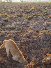Head Yellow Stray Dog Burrow for Food