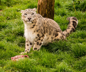 Dalton-in Furness, Cumbria, UK. 19th April 2015. Snow Leopard enjoying raw meat at feeding time at South lakes safari park, Dalton-in-furness, Cumbria, UK