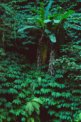 tropical rain forest, green wall background