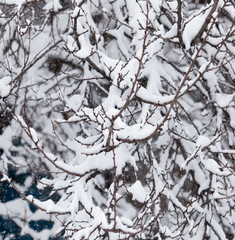 snow on the branches of a tree in nature